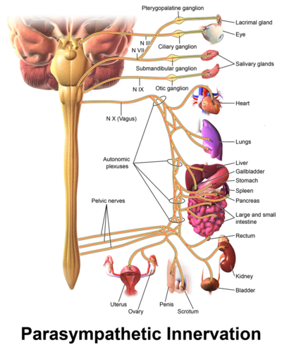 How does the vagus nerve affect your body?